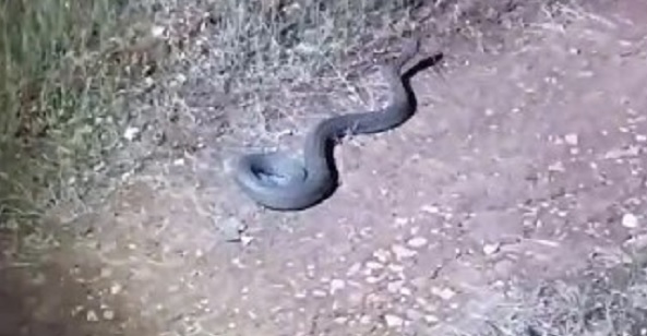 O ilde görüldü! Türkiye'nin en zehirli yılanı korku yaşattı