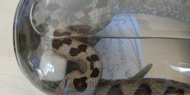 O ilde ilk kez yakalandı!