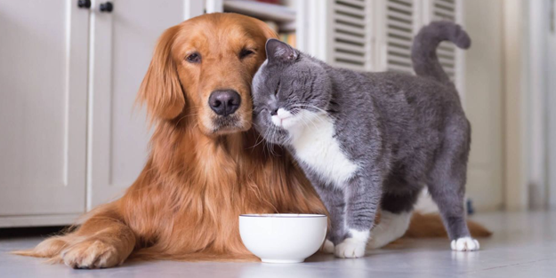 O ilde kedi ve köpekler ücretsiz aşılanıyor