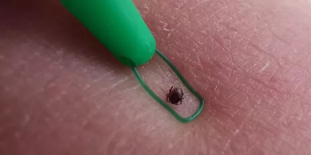 O ilde kene alarmı! 97 vaka tespit edildi