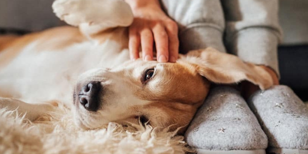 O ilde köpek sahiplerine rekor para cezası!