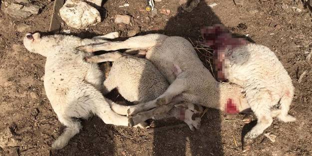 O ilde Kurt uyarısı yapıldı!