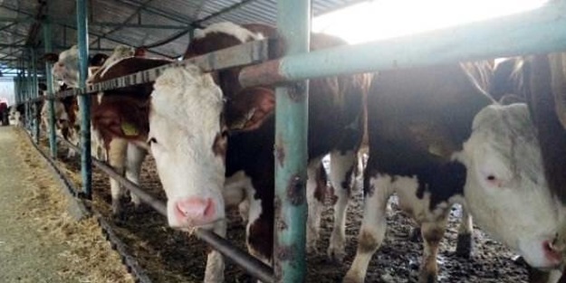 O ilde panik! Havyan pazarları kapatıldı