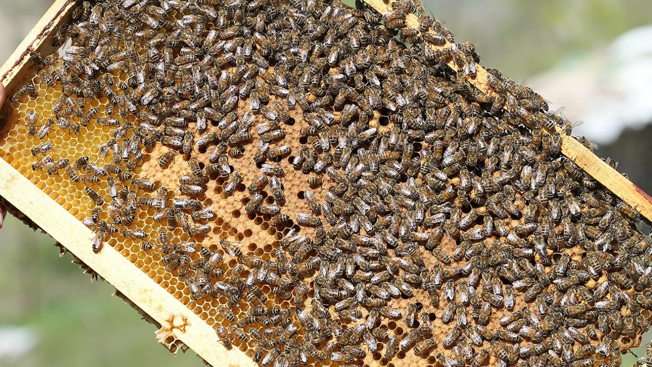 O ilimiz bal üretiminde ilk 5’e girdi!