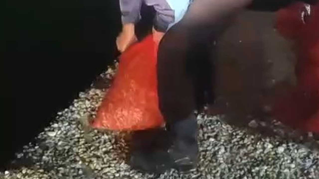 O ilimizde 1 ton 300 kilo kaçak midye ele geçirildi