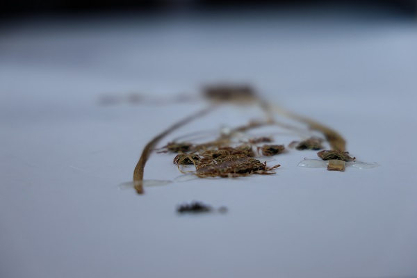 O ilimizde 15 yeni tür keşfedildi