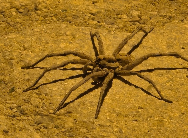 O ilimizde 8 bacaklı böcek görüntülendi