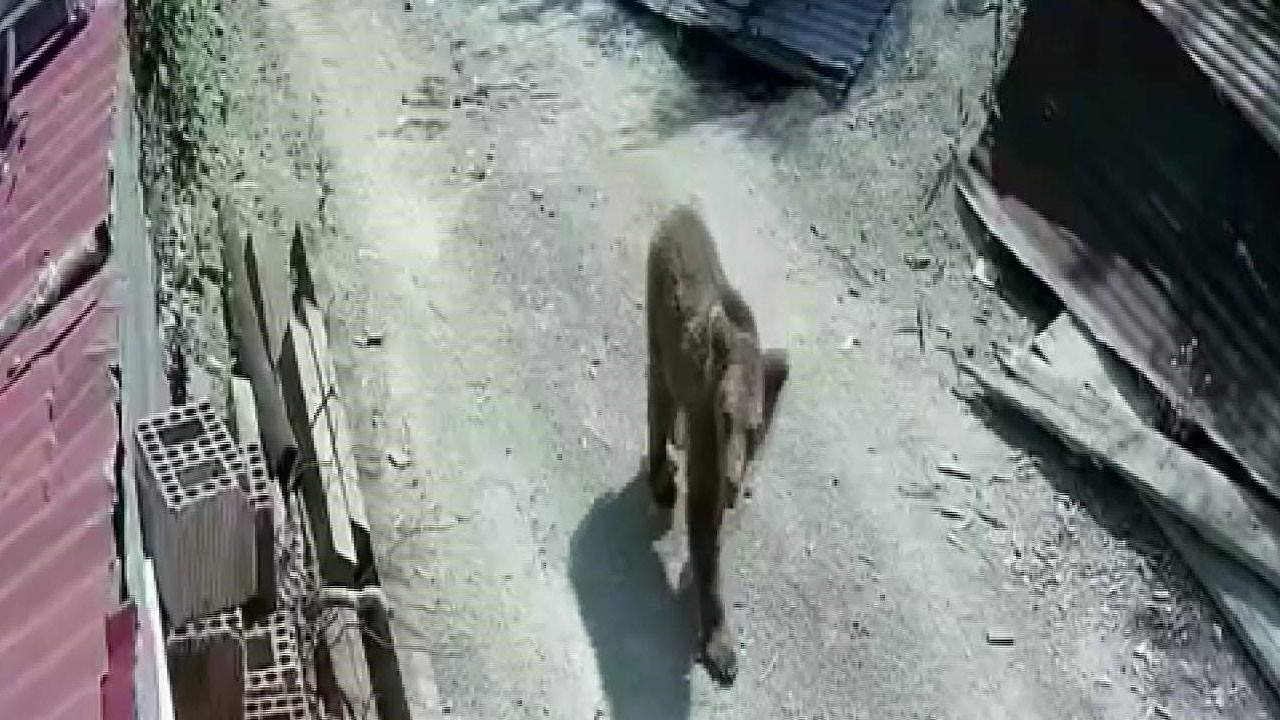 O ilimizde ayılar kent merkezine kadar indi!