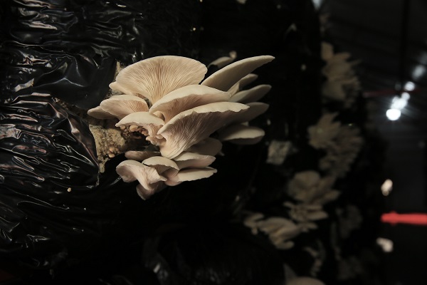 O ilimizde bakın nasıl mantar yetiştiril