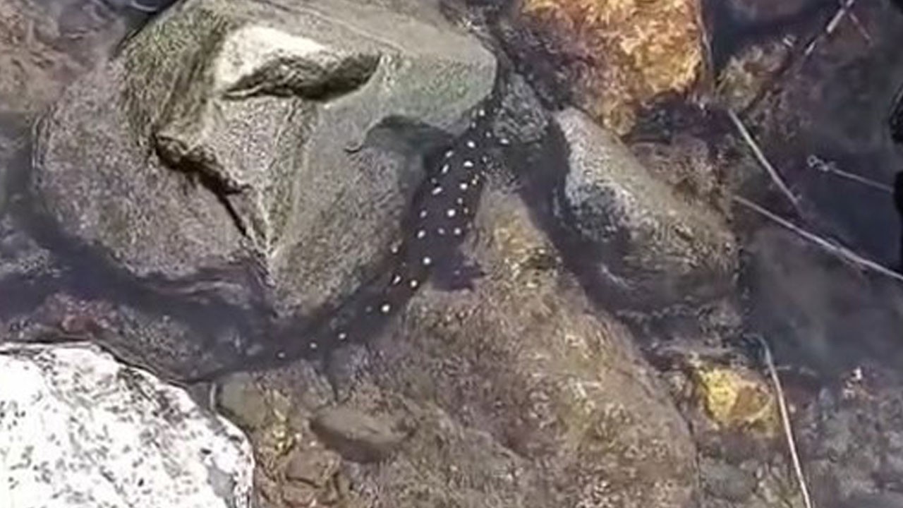 O ilimizde benekli semender görüntülendi