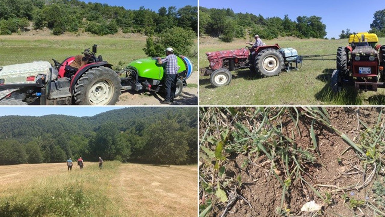 O ilimizde çekirge alarmı