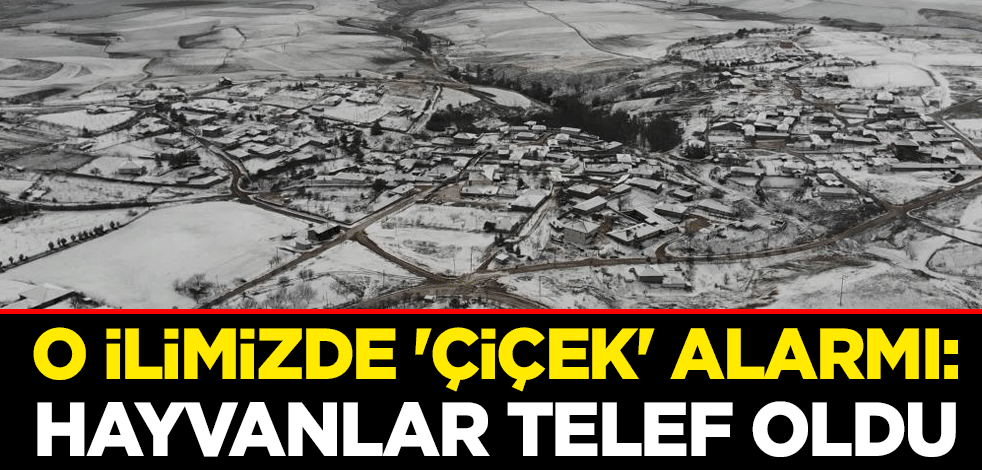 O ilimizde 'çiçek' alarmı: Hayvanlar telef oldu