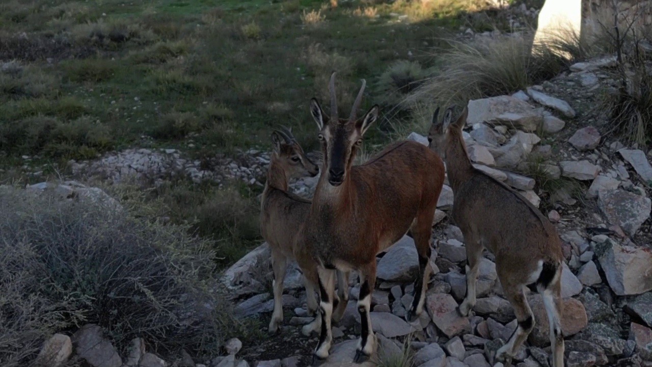 O ilimizde dağ keçileri görüntülendi