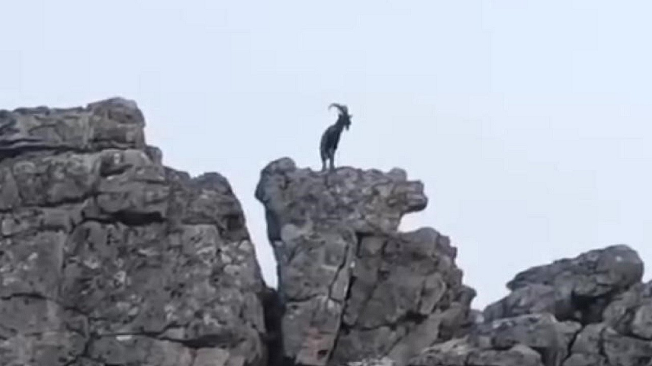 O ilimizde dağ keçileri görüntülendi