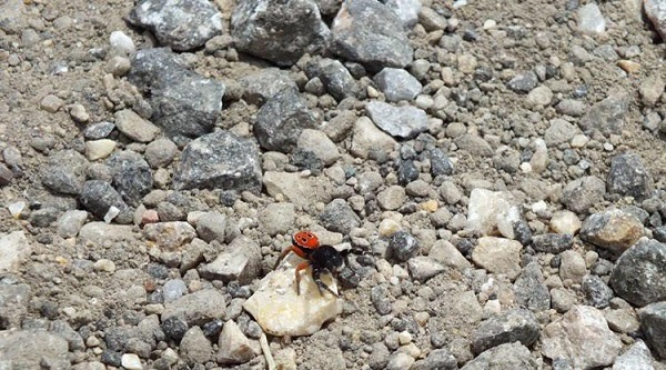 O ilimizde de görüldü! Türkiye'de zehirli uğur böceği paniği