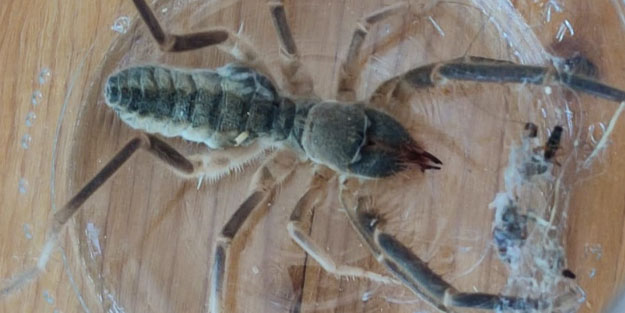 O ilimizde dev örümcek paniği