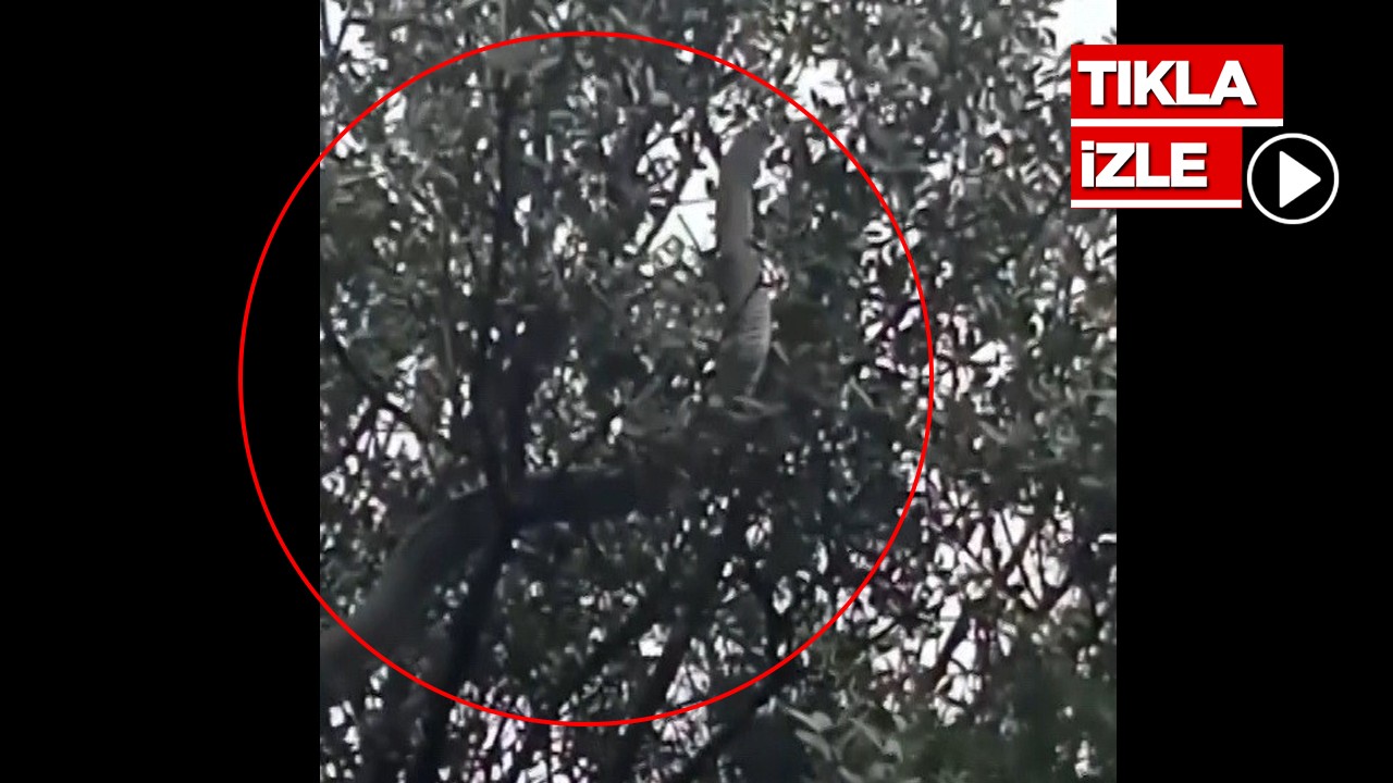 O ilimizde dev yılan görüldü! Yaklaşık 8 metre
