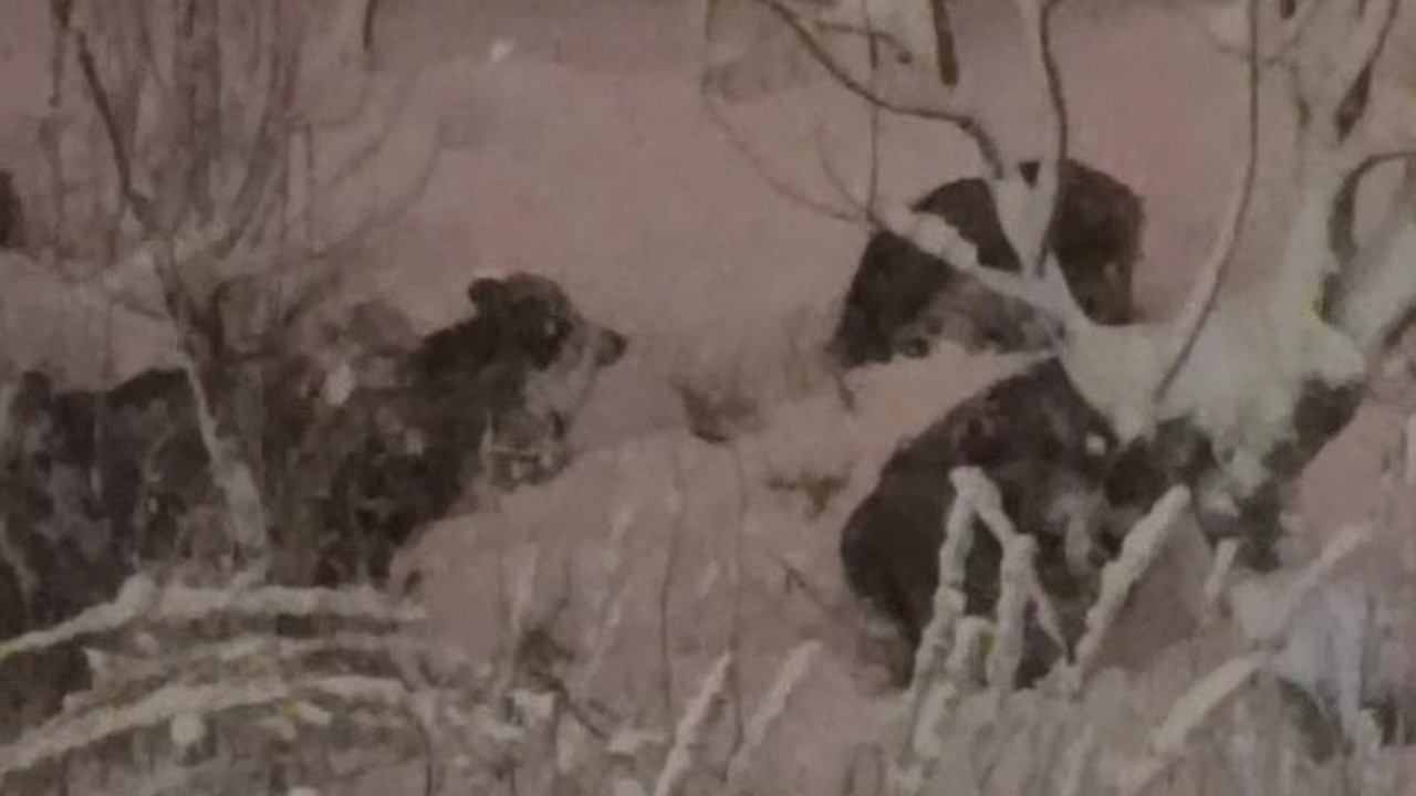 O ilimizde domuz sürüsü şehre indi