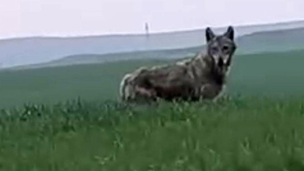 O ilimizde ender büyüklükte Kurt görüntülendi