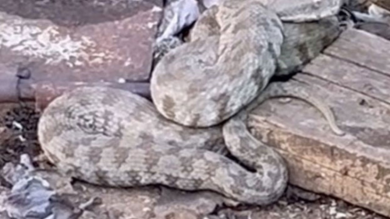 O ilimizde engerek türü yılan görüntülendi