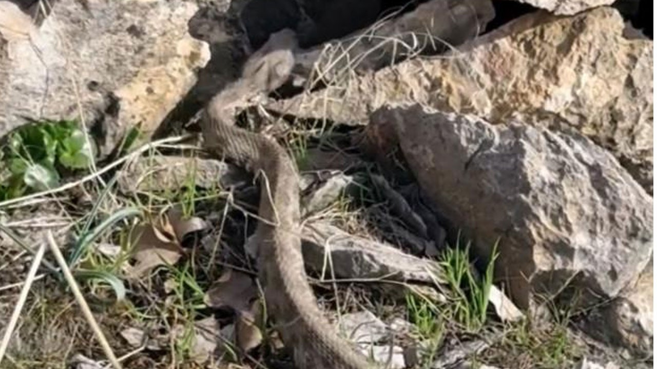 O ilimizde engerek yılanı görüntülendi