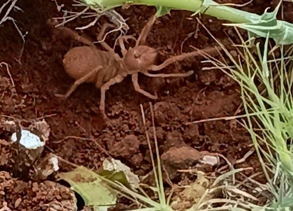 O ilimizde et yiyen örümcek görüldü