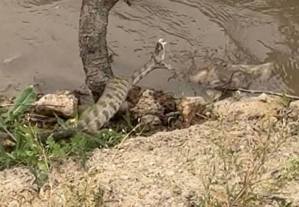 O ilimizde görüntülendi! Tek ısırığı bir insanı öldürüyor