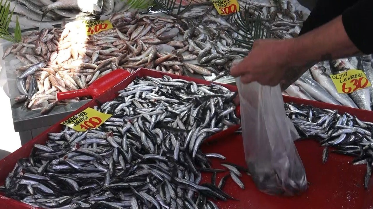 O ilimizde hamsinin kilosu 100 TL! Denizi yok ama balık bolluğu var