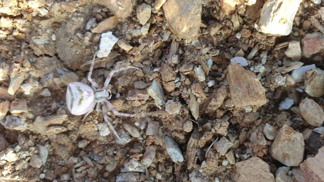 O ilimizde hayrete düşüren görüntü! İnsan yüzlü örümcek korkuttu