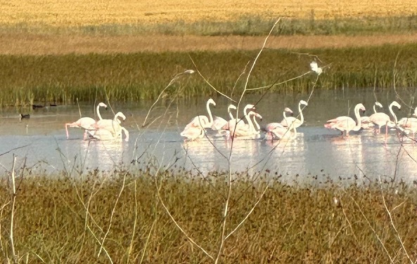 O ilimizde ilk kez flamingo görüldü