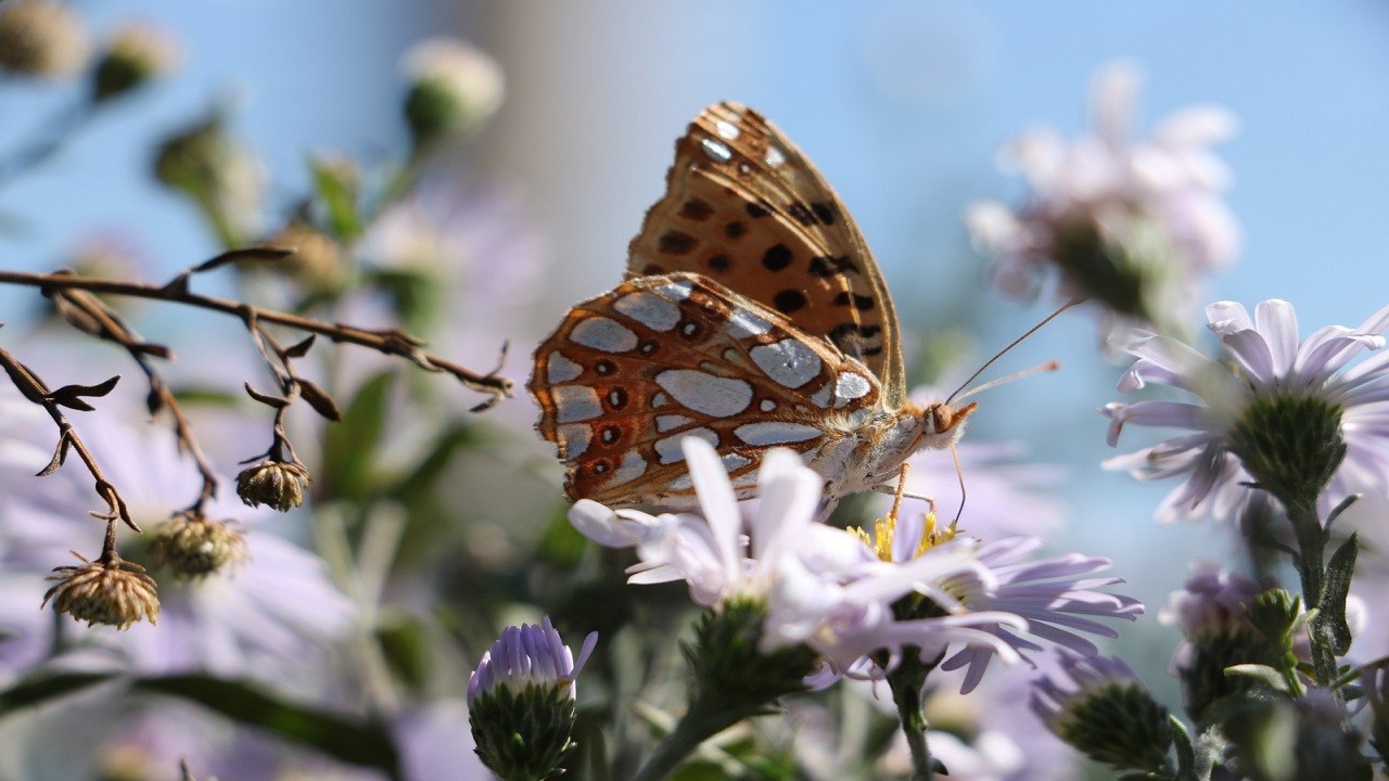O ilimizde ‘İspanyol kraliçesi’ görüntülendi