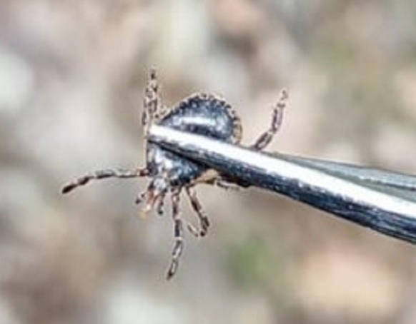 O ilimizde kene can aldı