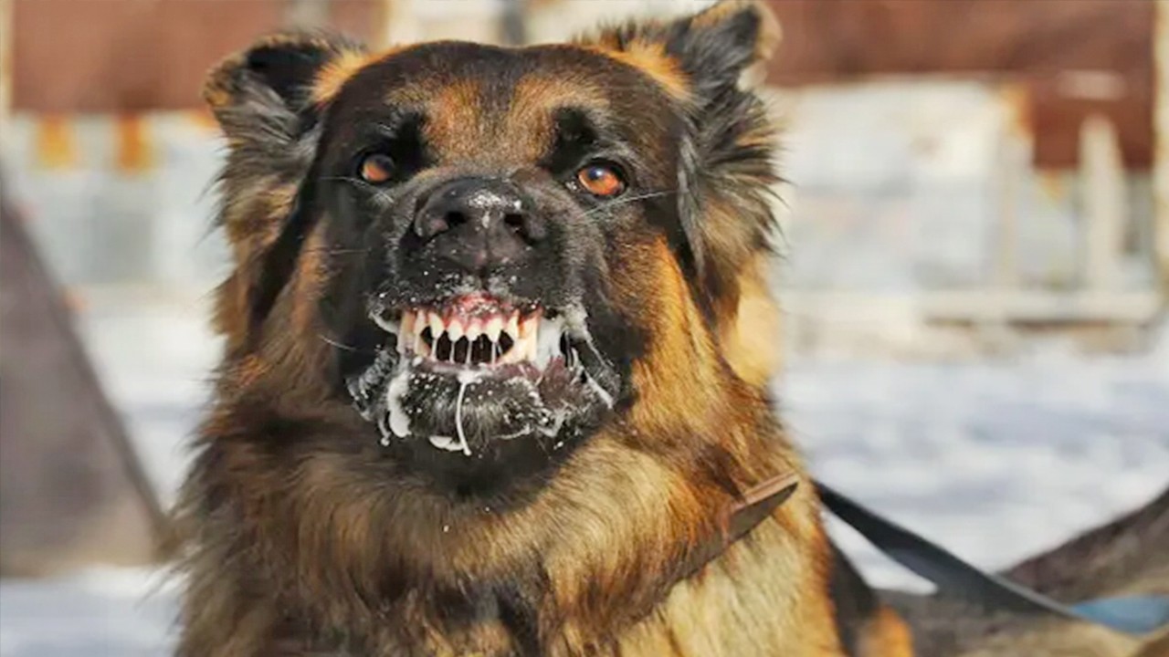 O ilimizde koca bir mahalle kapatıldı: Kuduz riski nedeniyle karantina