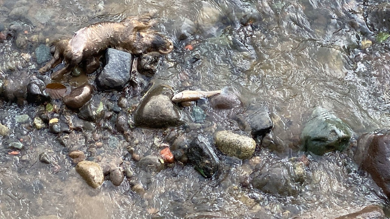 O ilimizde korkutan manzara! Binlerce balık öldü