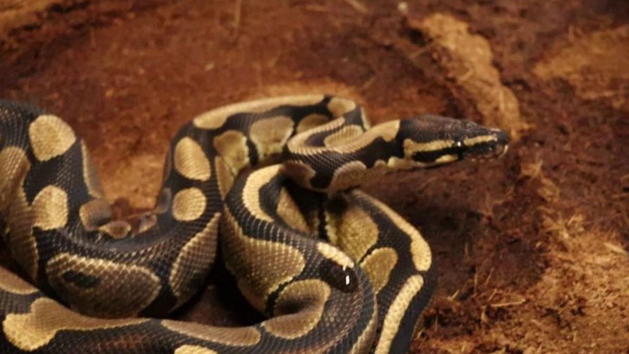 O ilimizde kraliyet pitonu ele geçirildi! İş yeri sahibine ceza kesildi