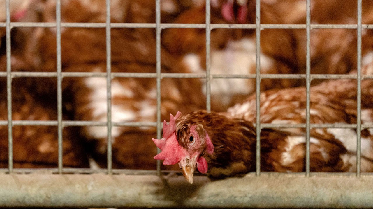 O ilimizde kuş gribi alarmı!