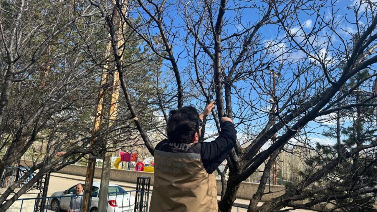 O ilimizde meyve ağaçlarında hastalık kontrolleri yapıldı