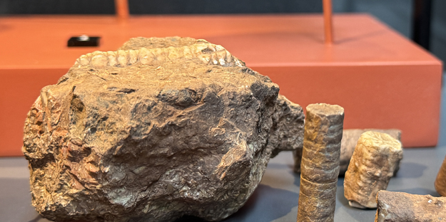 O ilimizde müzede sergileniyor! 545 milyon yıllık... Resmen denizden fışkıran bir tarih...