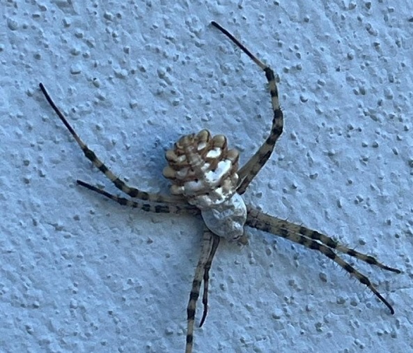 O ilimizde nadir örümcek türü görüldü