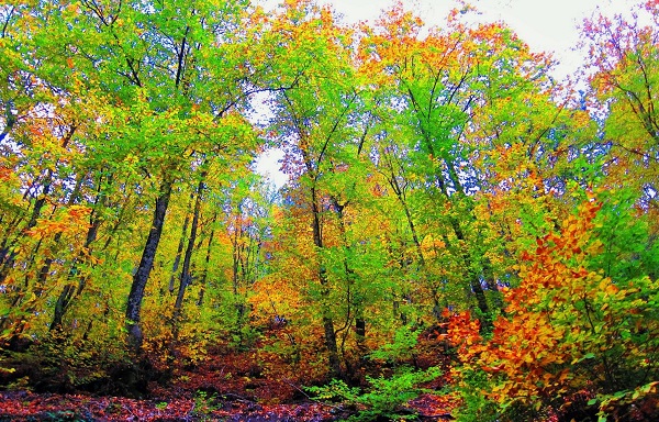 O ilimizde ormanlara giriş yasaklandı