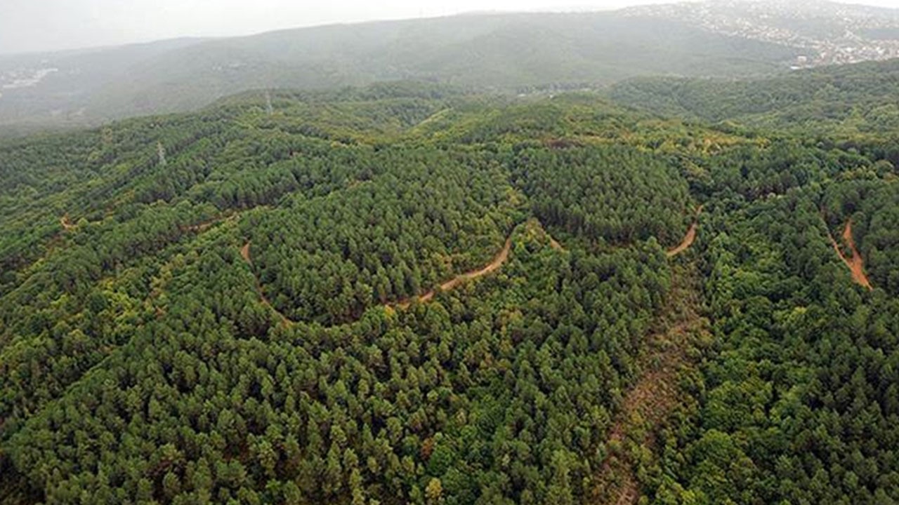 O ilimizde ormanlara giriş yasaklandı