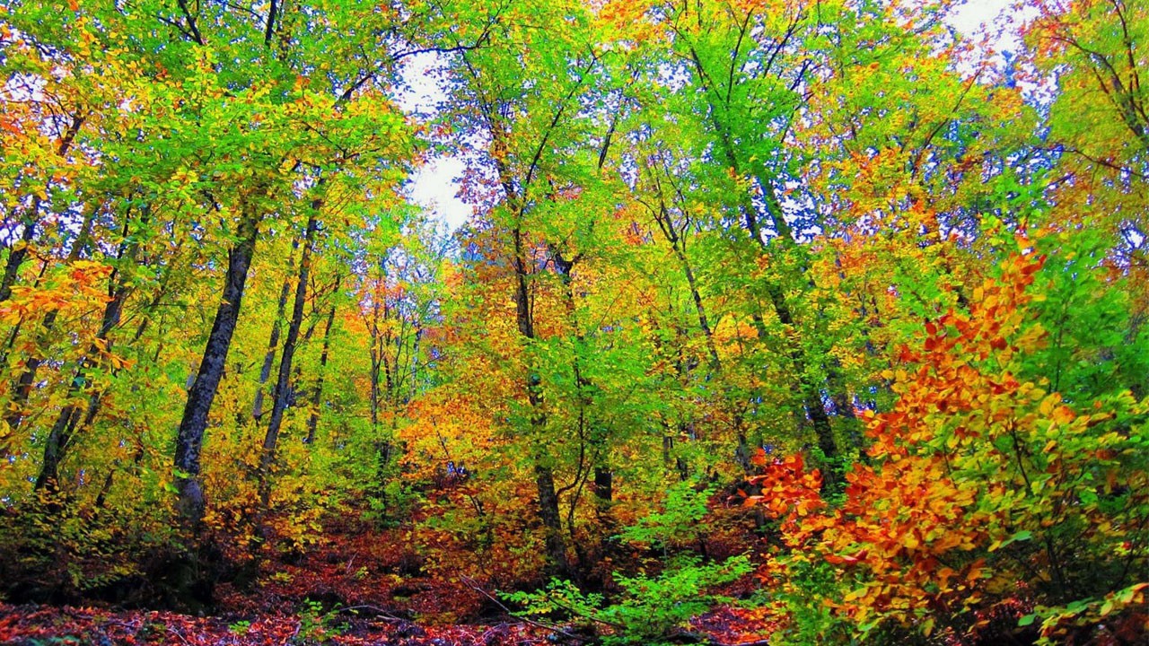 O ilimizde ormanlara girmek yasaklandı!