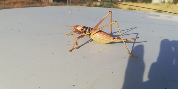 O ilimizde ortaya çıktı görenler hayrete düştü! Uzmanlar uyardı: Sakın öldürmeyin!