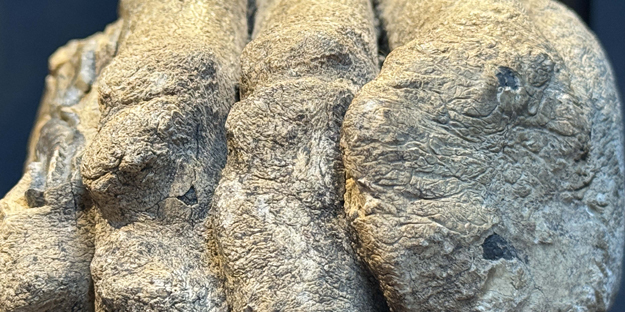 O ilimizde ortaya çıktı: Resmen tarih fışkırıyor: İlk kez teşhir edildi: 1 veya 2 milyon yıl önce…