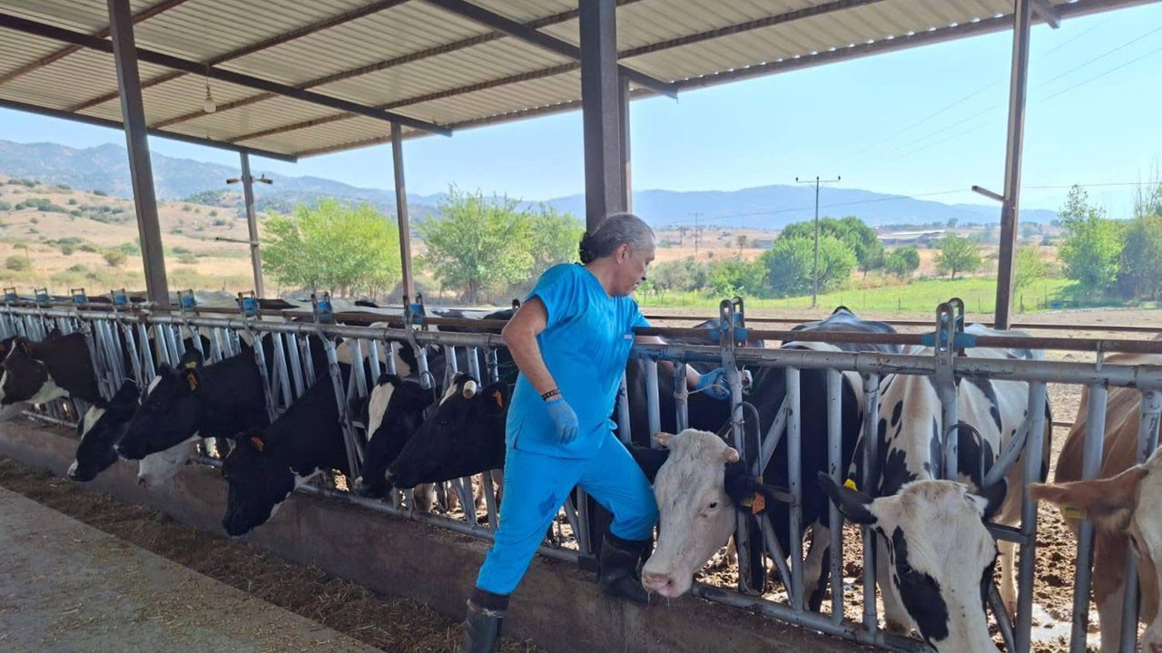 O ilimizde şap alarmı verildi! Karantina kararı