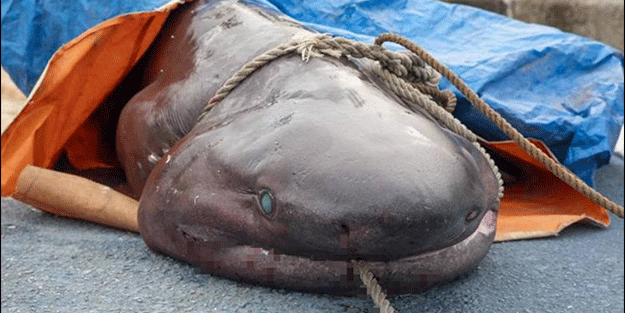 O ilimizde son 20 günde 2 köpekbalığı yakalandı! Deniz kıyısına gidenler dikkat etmeli