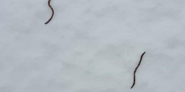 O ilimizde tedirgin eden görüntü! Halk paniğe kapıldı