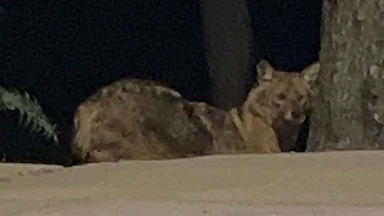 O ilimizde yalnız gezen çakal görüntülendi