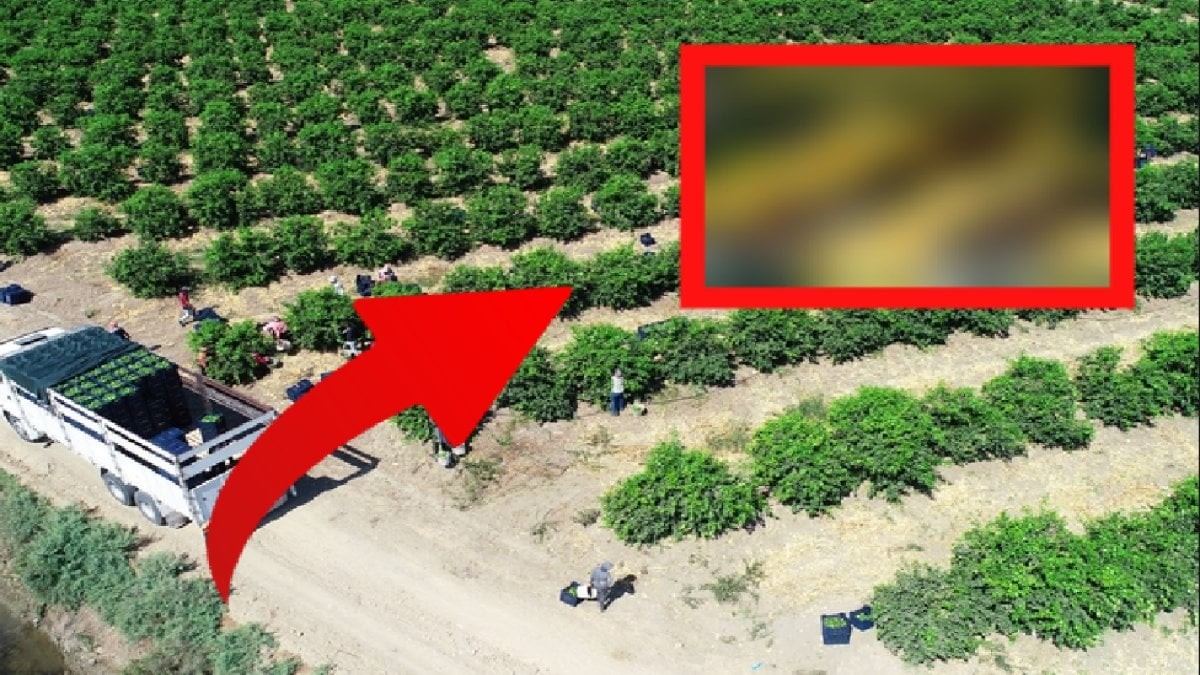 O ilimizde yetişiyor, Almanya'ya gidiyor! İhracatta çığır açan ürün! Paraya para demiyorlar