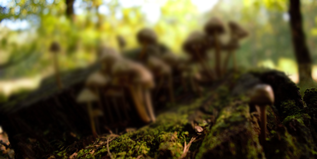 O ilimizdeki ormanda gizli hazineyi buldu! Her gün gelip 4 saat çalışıp 90 bin lira kazanıyor